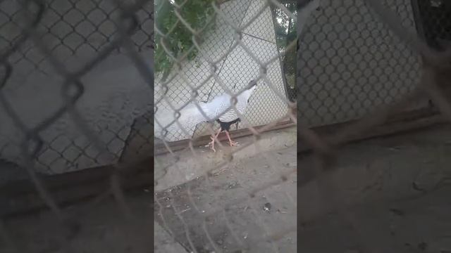 База отдыха "Заказник ", серебряный фазан. смотреть онлайн