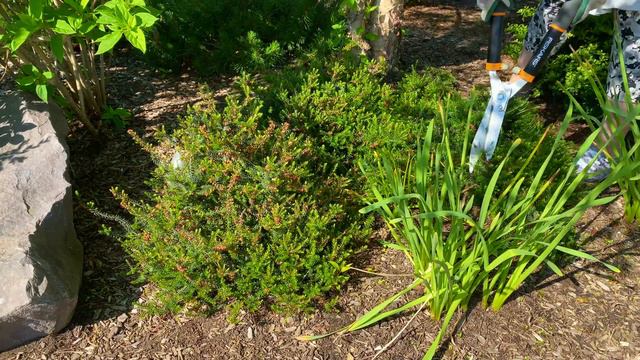 Pruning Heath and Heather смотреть онлайн