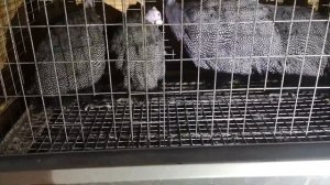 цесарка бройлерная 3 месяца, вес тушки, клеточное содержание