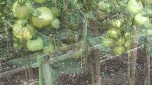 Томат Катрина F1 один из самых урожайных из гибридов