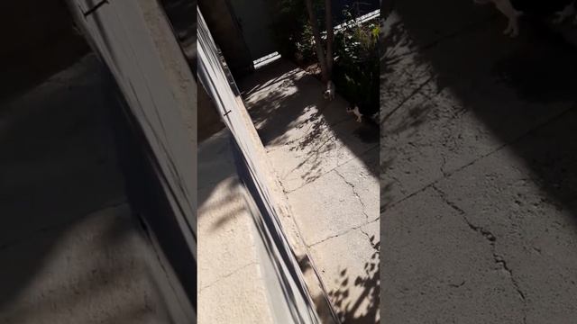 Мяуканье кошки смотреть онлайн