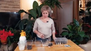 Как вырастить эустому. Эустома взойдет 100%. Что делать если эустома не всходит.