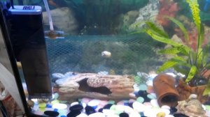 как спасти мальков в общем аквариуме 20 января 2021