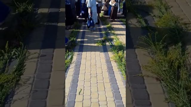 Литургия в Богоявленском монастыре, под Киевом. смотреть онлайн