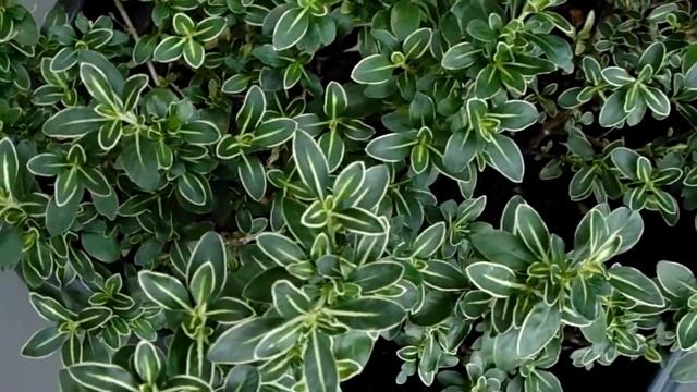 Serissa Snow Leaves - Serissa Japonica смотреть онлайн