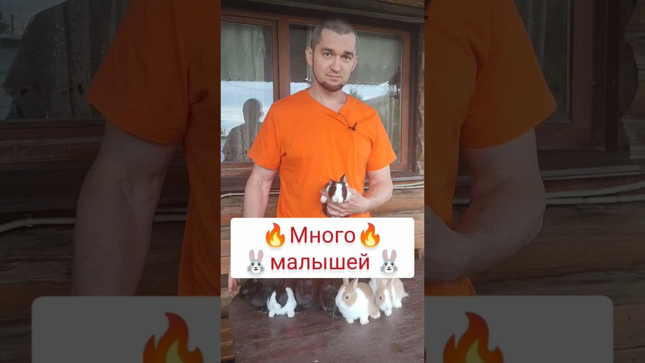 Обзор карликовых кроликов ❤️ смотреть онлайн