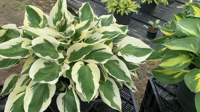 Hosta Sport+ Collection смотреть онлайн