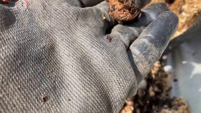 Главный вредитель голубики. Голубика в контейнере. смотреть онлайн