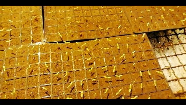 Томат РОЯЛ ПИНК первые всходы смотреть онлайн