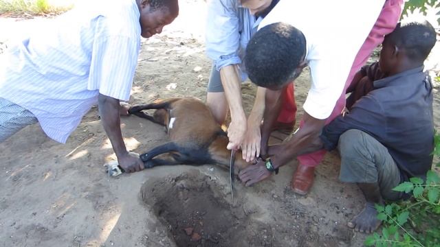 Goat Killing (throat Cut) Mozambique