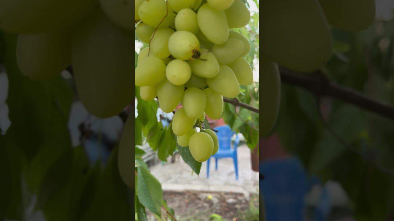 26 июля 2024 г.