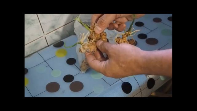 Вырастить имбирь дома.