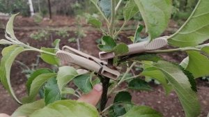 13.05.2022. Отгибка молодых побегов деревьев.