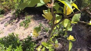 Magnolia «Yellow Bird» Магнолия «Жёлтая Птица» 20.05.19