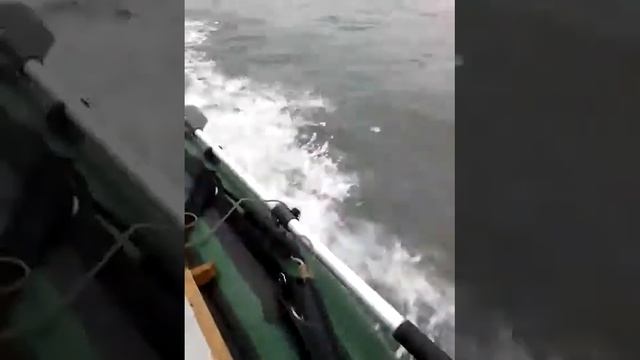 солар 310 и нисан марин9.8 лучше для рыбалки не придумаешь смотреть онлайн
