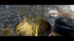 Как размножить клоновые подвои в контейнере? (США) - Как размножить яблоню?