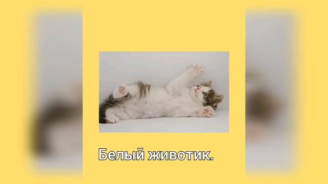 Стихотворение КОТЁНОК смотреть онлайн