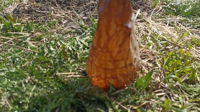 Ранняя посадка картофеля под солому смотреть онлайн