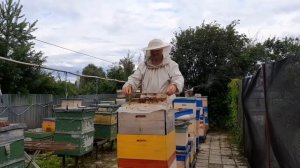 Песня о пчёлах "ЛЕТИ, ЛЕТИ, ЛЕТИ ПЧЕЛА..."