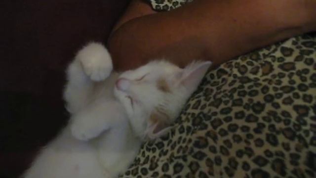 Котенок спит мертвым сном смотреть онлайн