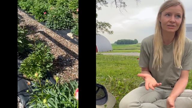 Growing peonies for cut flower production смотреть онлайн