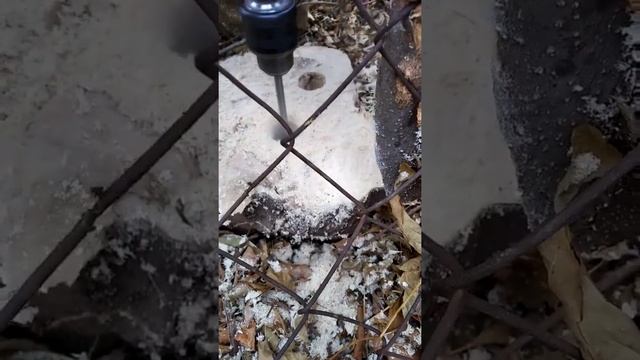 95 Как избавиться от сорного дерева на дачном участке смотреть онлайн