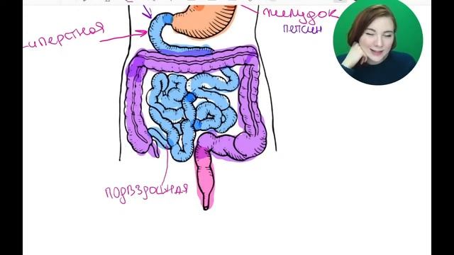 Анатомия | БИОЛОГИЯ ЕГЭ | Лина Клевер смотреть онлайн