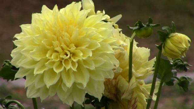 Relax... Dahlia Flowers (Kelvin Floodlight Dinner Plate Dahlia)- Garden Q MVI 2932| Relaxing| Natur смотреть онлайн