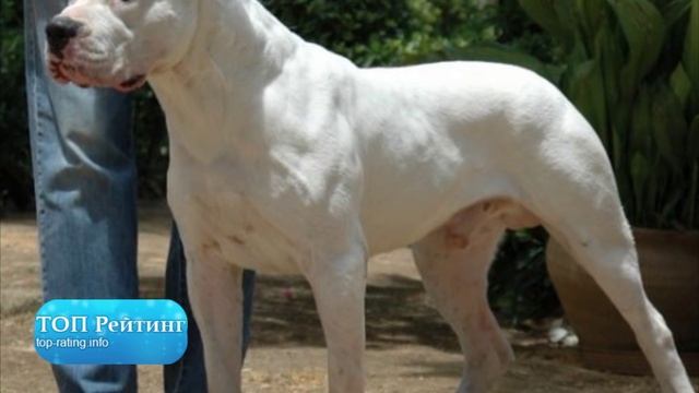 Самые злые собаки ТОП 10 самых злых пород собак в мире смотреть онлайн