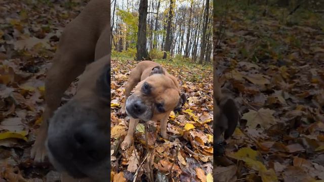 Лесной грызун, собака мистер Арни , работает по назначению-грызет