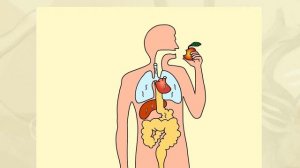 Жизненный цикл человеческой аскариды. Биология