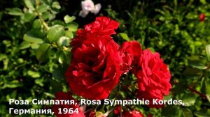 Плетистые розы Бельканто, Симпатия, Эрик Таберли - настоящее украшение сада!