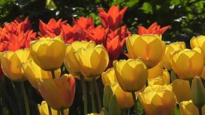 SONY HDR CX405 || Video testing