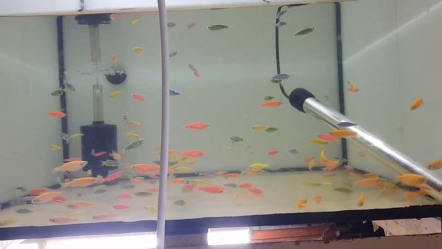 НОВАЯ РЫБКА НА РАЗВОДНЕ. смотреть онлайн