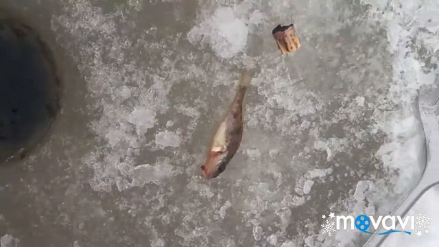 Рыбалка на ершей смотреть онлайн