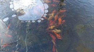 Зимовка карпов Кои и золотых рыбок в искусственном водоеме.