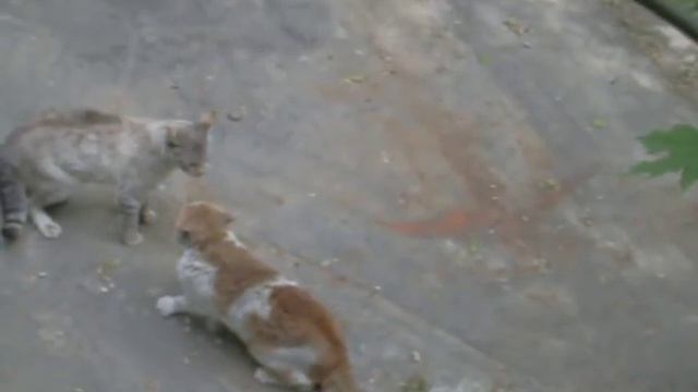 Драка кошек за свои владения. смотреть онлайн