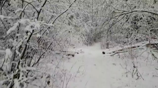 СКАЗОЧНЫЙ ЗИМНИЙ ЛЕС?ДАВАЙТЕ БУДЕМ УВАЖАТЬ ЛИЧНОЕ ПРОСТРАНСТВО? смотреть онлайн