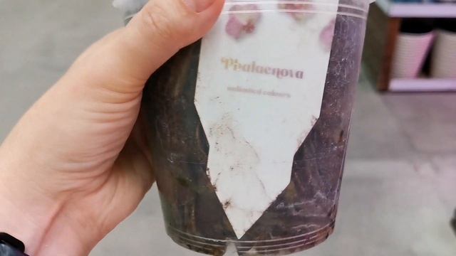 Фантом, Фронтера, биглипы в свежем завозе орхидей Леруа Мерлен г. Омск. смотреть онлайн