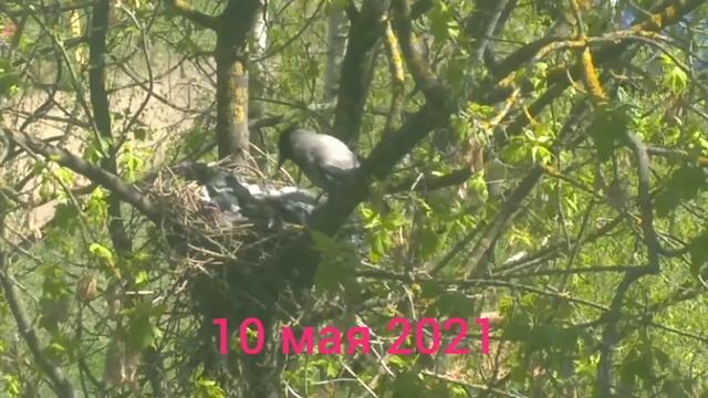 ДВА МЕСЯЦА ИЗ ЖИЗНИ СЕРОЙ ВОРОНЫ / В МИРЕ ЖИВОТНЫХ / Animal Planet / Corvus Cornix