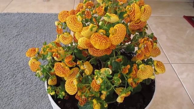 Кальцеолярия красавица.?Calceolaria is a beauty. смотреть онлайн