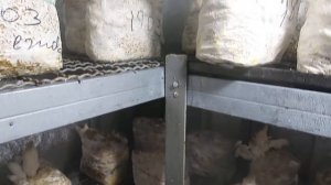 Ошибки при выращивании еринги в домашних условиях