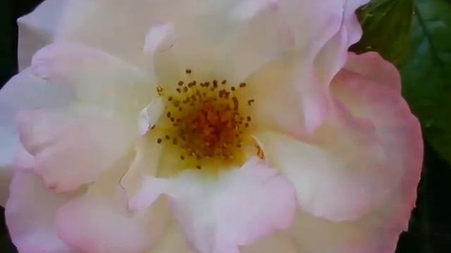 Fridrik Karlsson,.."New Day",..Roses July 2014. смотреть онлайн