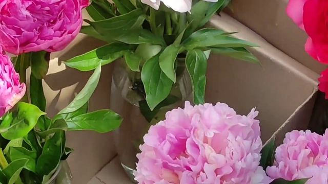 #ФестивальпионовВоронеж Фестиваль пионов(3.06.23г., Г.Воронеж). смотреть онлайн