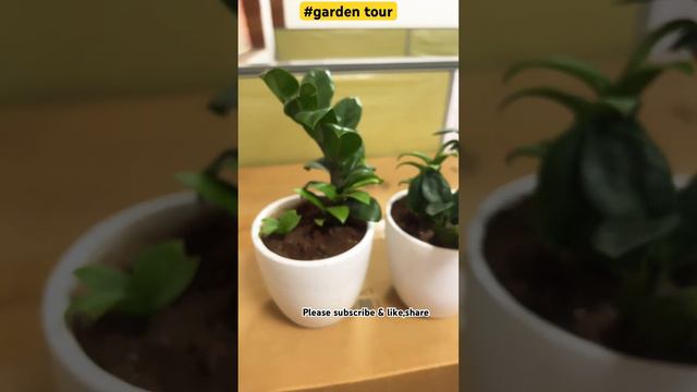 #Dwarf zz plant #zuzu plant #aroid plants #zamioculcas plant #air purification plants # indoorplant смотреть онлайн