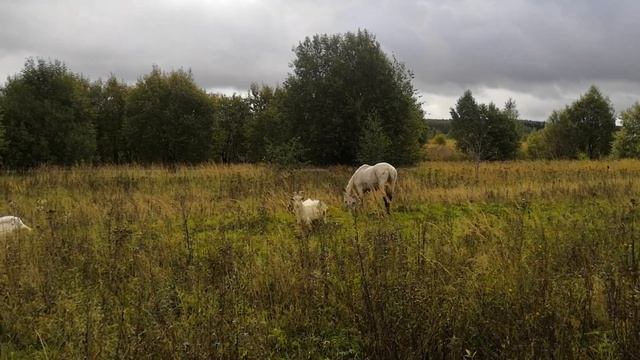 Стадо на выпасе смотреть онлайн