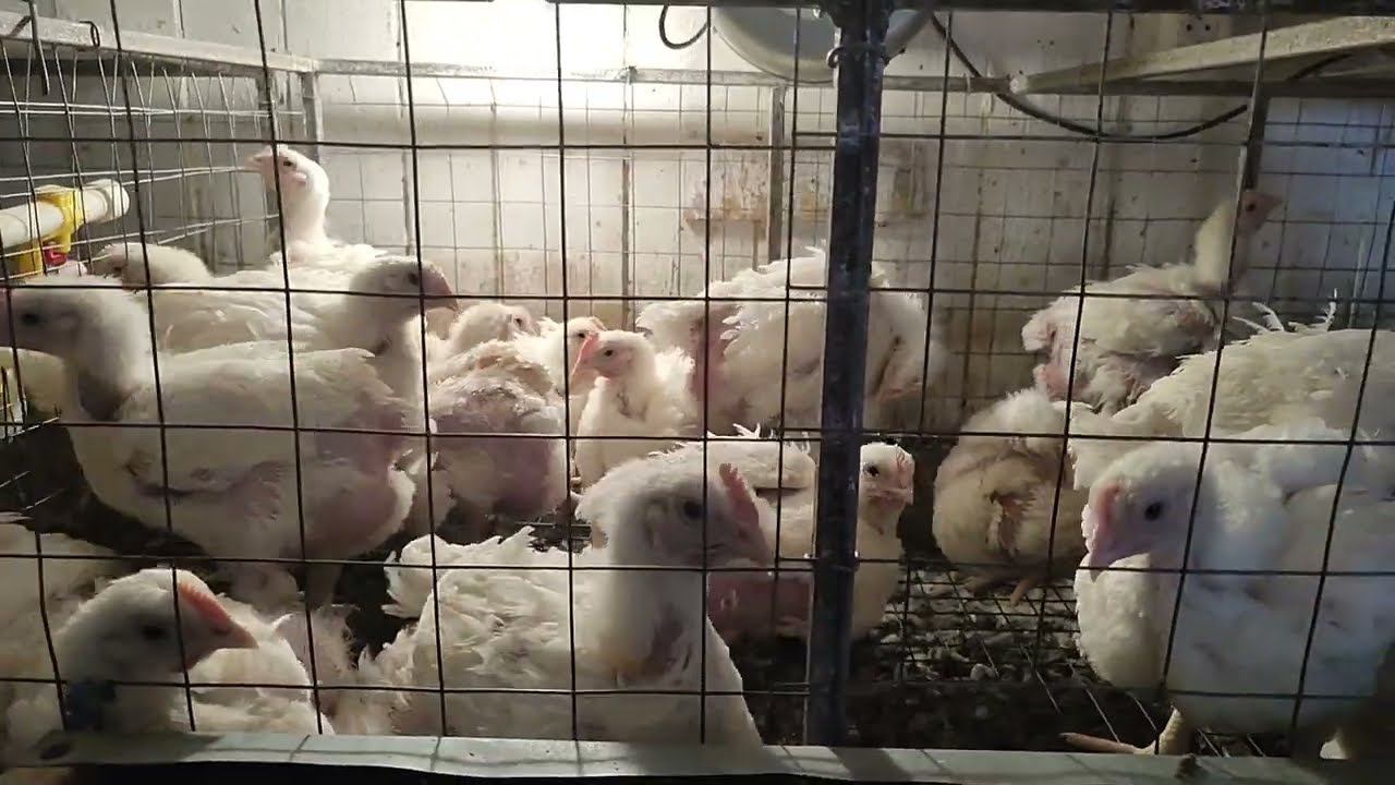 Бройлер ноябрьский растет,клетки и напольное содержание, а так же перепелки смотреть онлайн