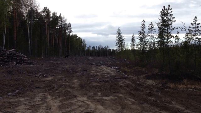 Медведи на Тайлаках! смотреть онлайн