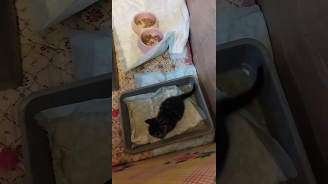 ОТВЕЧАЮ НА ВОПРОСЫ, РАЗВЕИВАЮ МИФЫ... 33 день наших Кошариков🥰😻 смотреть онлайн