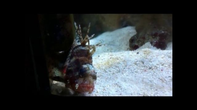 Dendrochirus brachypterus - Kurzflossen-Zwergfeuerfisch смотреть онлайн